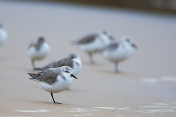 Sanderling, Calidris alba, on sand near to the sea in Tarifa, Spain.