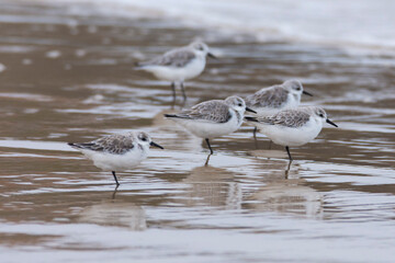 Sanderling, Calidris alba, on sand near to the sea in Tarifa, Spain.