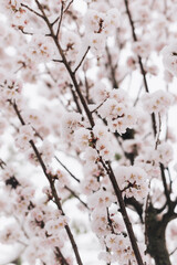 pink blossoms under snow