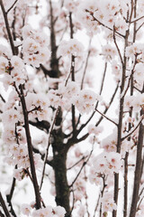 pink blossoms under snow