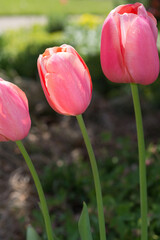 pink tulips in the sun