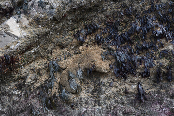 A honeycomb reef worm at Millook Haven Cornwall