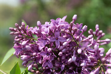 lilac blossoms in the park
