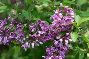 lilac blossoms in the park