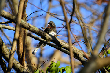 Close Up Of Dark Eyed Junco-6548