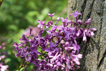 lilac blossoms in the park