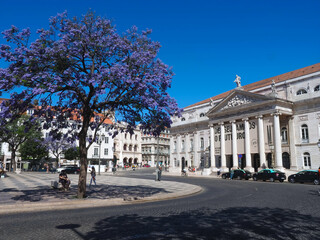 Obraz premium Rossio square in Lisbon in Portugal with purple blooming Jacaranda mimosifolia trees