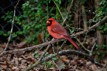 Male Cardinal Perched On Limb-6703