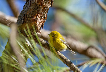 Pine Warbler Perched In Tree-4193