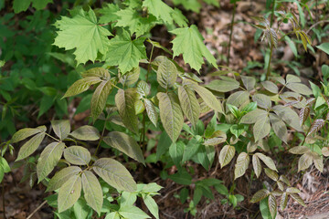 spring vegetation on the ground