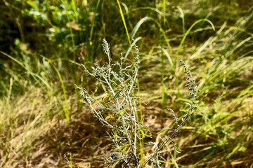 Closeup of fresh growing sweet wormwood (Artemisia Annua, sweet annie, annual mugwort) grasses in the wild field, Artemisinin medicinal plant, natural green grass leaves texture wallpaper background - obrazy, fototapety, plakaty