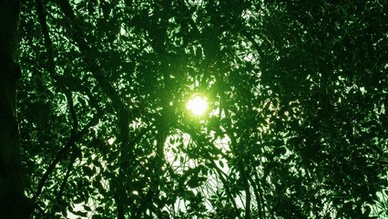 The sun is shining through the leaves of the shrubs