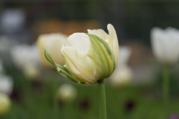isolated fancy tulip on a relatively darkish bokeh background