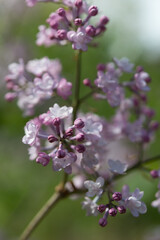 Obraz premium lilac blossom on a creamy bokeh background