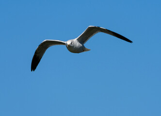 Ring Billed Gull In Flight-5045