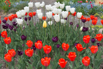 display field of tulips