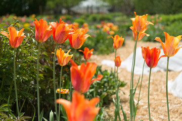 orange flowers with scenic background
