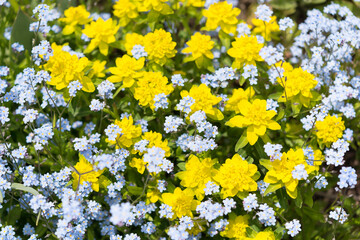 Euphorbia epithymoides (yellow-green plant) and forget-me-nots
