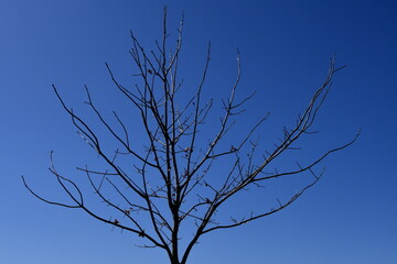 Bare Tree Under a Blue Sky