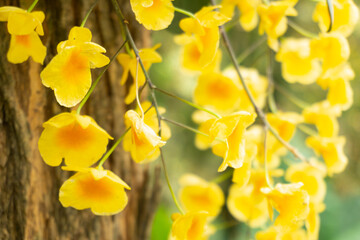 yellow orchid on tree blur background
