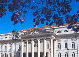 Rossio square in Lisbon in Portugal with purple blooming Jacaranda mimosifolia trees