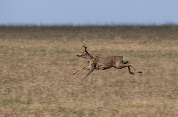 Wild deer are jumping very fast across the field