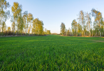 Obraz na płótnie Canvas Spring agricultural field sown with grain crops surrounded by trees in the early morning