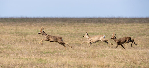 Naklejka na ściany i meble Wild deer are jumping very fast across the field