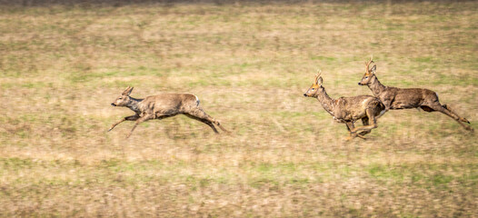 Naklejka premium Wild deer are jumping very fast across the field