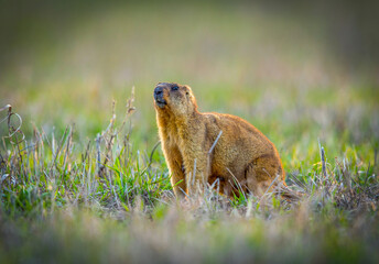 Naklejka na ściany i meble Groundhog crawled out of his hole to bask in the spring sun, close-up