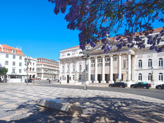 Rossio square in Lisbon in Portugal with purple blooming Jacaranda mimosifolia trees