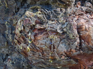 bark texture