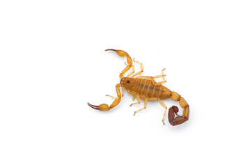 Yellow deadly dangerous scorpion top view isolated on white background