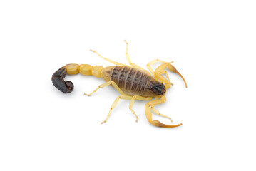 Yellow deadly dangerous scorpion top view isolated on white background