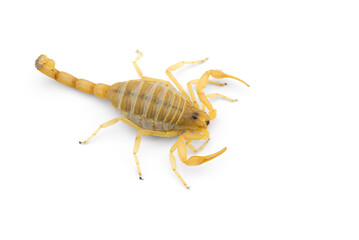 Yellow deadly dangerous scorpion top view isolated on white background