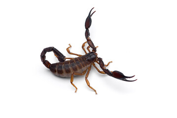 Yellow deadly dangerous scorpion top view isolated on white background