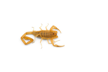 Yellow deadly dangerous scorpion top view isolated on white background