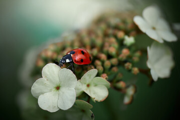 ladybug on flower of guelder rose