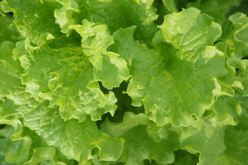 Close-up of lettuce. The concept of healthy eating, growing vegetables, farming