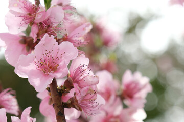 Peach tree blossom, spring time