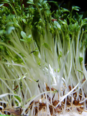 Closeup von frischen Kressesämlingen (Lepidium sativum) als Gewürz in der Küche