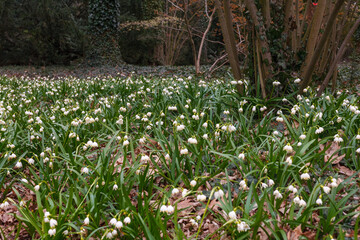 Obraz premium Spring snowstorm (Leucojum vernum) in early spring - clusters