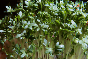 Closeup von aus Samen gezogenen frischen Kressesämlingen (Lepidium sativum) als Gewürz in der Küche mit saftigen grünen Blättern