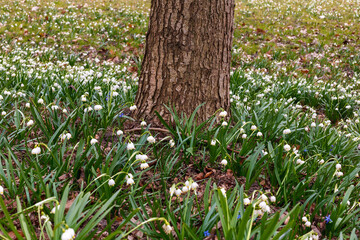Spring snowstorm (Leucojum vernum) in early spring - clusters
