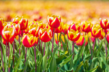 Blooming colorful Dutch yellow red tulips flower field under a blue sky.