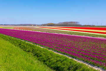 Fototapeta na wymiar Blooming colorful Dutch pink purple tulip flower field under a blue sky.