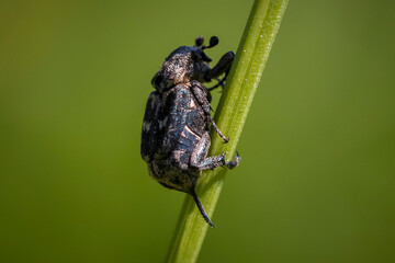 Valgus hemipterus, a small species of scarab beetle