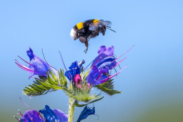 Buff-tailed bumblebee or large earth bumblebee, Bombus terrestris, pollination on pink flowers