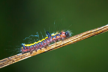 Closeup of a caterpillar of a grey dagger, Acronicta psi, moth crawling and eating