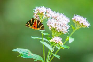 Jersey Tiger day-active moth, Euplagia quadripunctari, feeding nectar